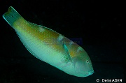 Halichoeres-radiatus-Bonaire Buddy Reef-3m-20180218nuit-Denis-ADER-DSC_6447_tn
